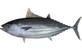 Thunnus