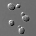 Yeast