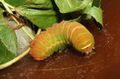 Luna moth spinning