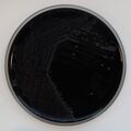 Bordetella pertussis on Charcoal Agar supplemented with Cephalexin