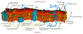 Cell membrane detailed diagram