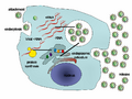 Hepatitis C replication