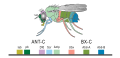 Hox genes of fruit fly