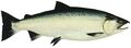 Coho salmon