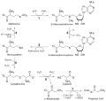 Methionine_synthase