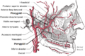 Pterygoid branches of maxillary artery