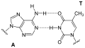 Nucleic acid analogue