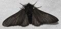 Biston betularia f. carbonaria