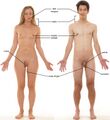 Erogenous zones of an adult female and adult male