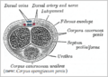 Gray's Anatomy illustration of erectile tissue