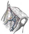 Gray's Anatomy Plate 580