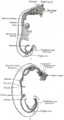Vitelline duct