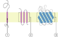 Polytopic membrane protein