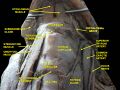 Cricothyroid ligament