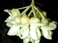 Mucuna gigantea