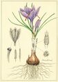 Crocus sativus