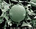 Scanning Electron Micrograph of Chytrid Fungus