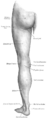 Muscles of the leg