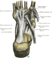 Gray's Anatomy illustration of the cuboideonavicular joint