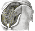 Subcostal nerve