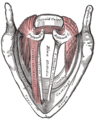 Cricoarytenoid joint