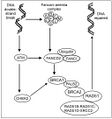 Homologous recombinational repair of DNA double-strand damage