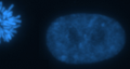 Interphase and part of Telophase of HT1080