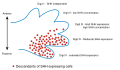 Diagram of a developing limb bud