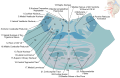 Lower pons horizontal section