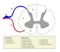 Cross-section of the spinal cord