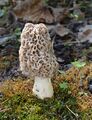 Morchella americana closer