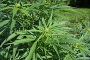 Cannabis sativa plant