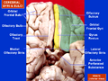 Cerebral gyri on the inferior surface
