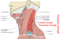 Labeled triangles of the neck