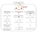 Homologous recombination