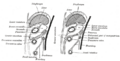 Lesser omentum