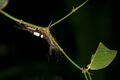 Lymantriinae moth photographed by Kadavoor