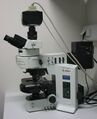 Olympus BX61 fluorescence microscope