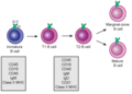 Lymphopoiesis