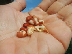 Germination of Adzuki bean