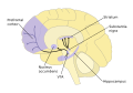 Diagram of dopamine pathways in the brain