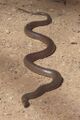 Epidemiology of snakebites