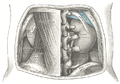 Positional relations of the kidneys viewed from the rear.