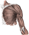 Pectoralis_major