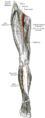 Gray's Anatomy illustration of the cutaneous branch of the obturator nerve