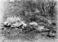 Human remains