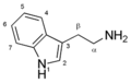 Tryptamine structure