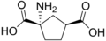 1-amino-1,3-dicarboxycyclopentane