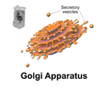 Blausen Golgi Apparatus