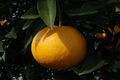 Citrus kawanonatsudaidai fruit